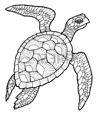 Loggerhead Sea Turtle Drawing at GetDrawings | Free download