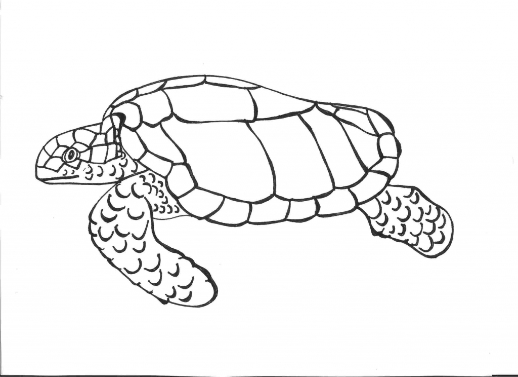 Loggerhead Sea Turtle Drawing at GetDrawings | Free download