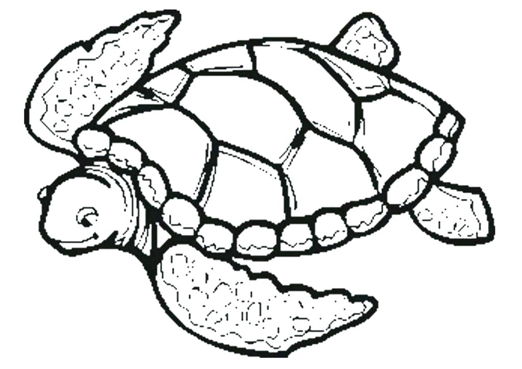 1024x724 Sea Turtles Coloring Pages Synthesis.site