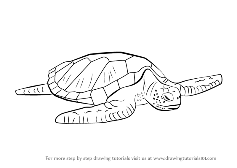 800x566 Learn How To Draw A Green Turtle (Turtles And Tortoises) Step By