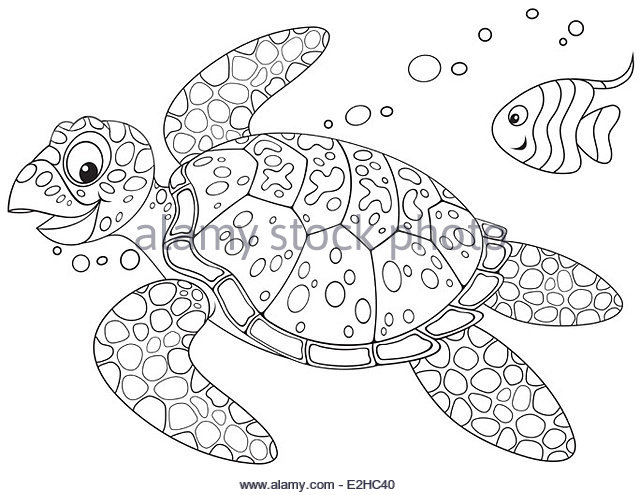 640x495 Loggerhead Sea Turtle Cut Out Stock Images Amp Pictures