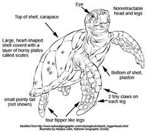 503x443 Loggerhead Turtle