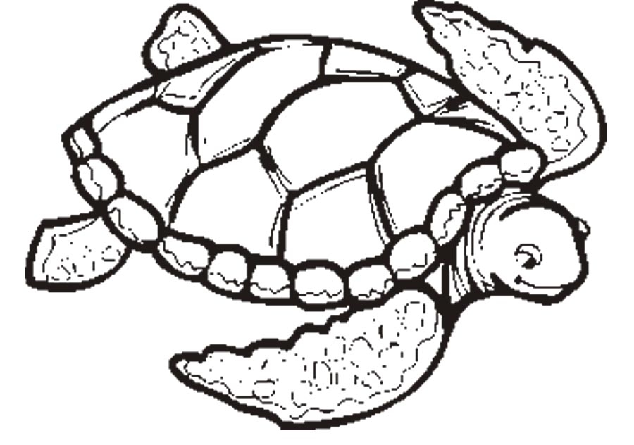 900x632 Sea Turtle Coloring Sheets Collection