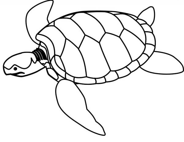 600x464 Sea Turtle Endangered Coloring Page
