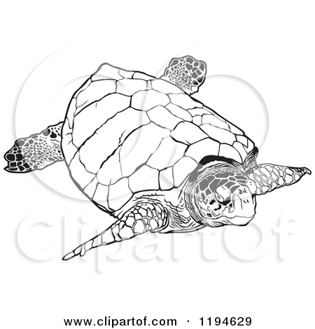 450x470 Turtle Drawing