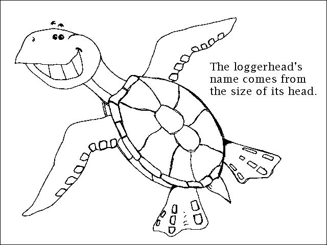 640x480 Turtle Trax Colouring Pages