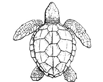 Loggerhead Turtle Drawing at GetDrawings | Free download