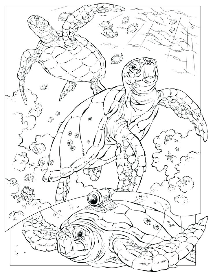 736x952 Sea Turtles Coloring Pages Synthesis.site