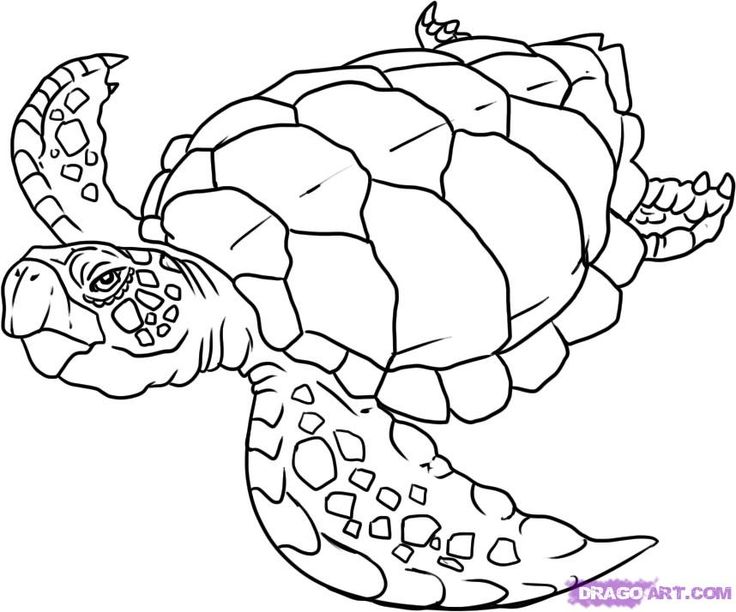 Loggerhead Turtle Drawing at GetDrawings | Free download