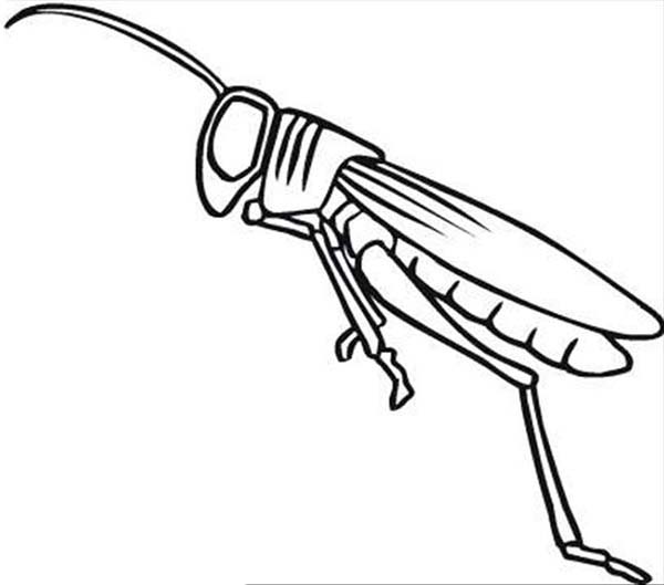600x529 Grasshopper With Long Leg Coloring Page