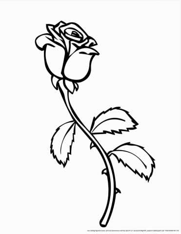 371x480 Simple Rose Drawing Outline With Stem