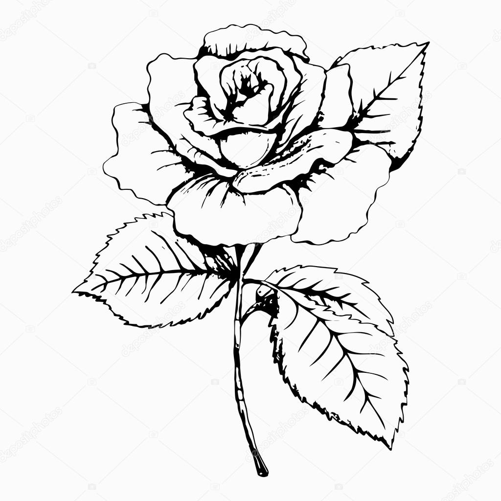 1024x1024 Flower Rose, Sketch, Painting. Hand Drawing. White Bud, Petals