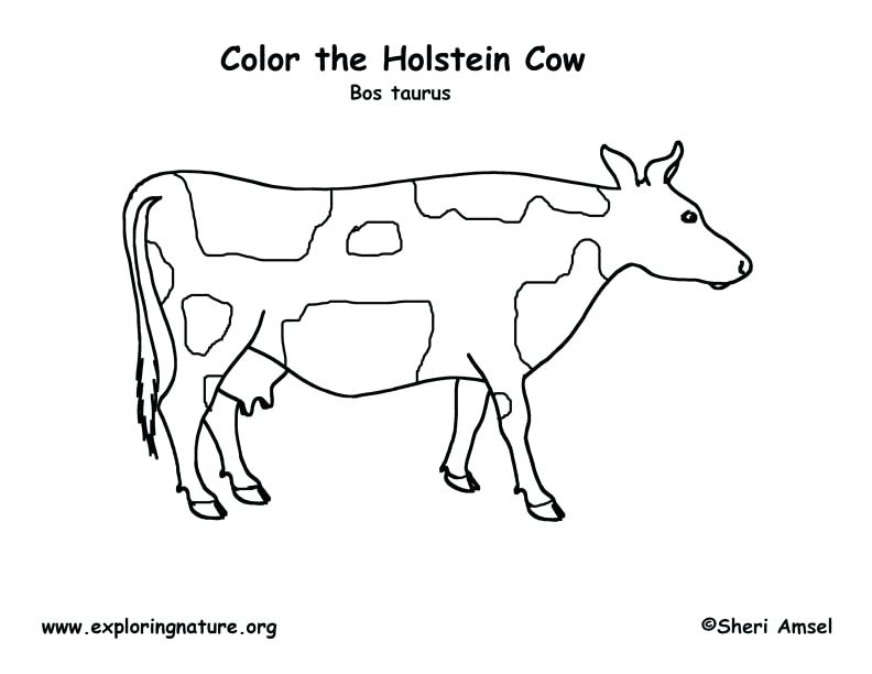 792x612 Pretty Cow Coloring Pages Crayola Photo Cattle Drawn Page 3