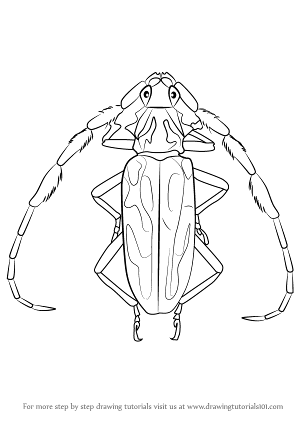 596x842 Learn How To Draw A Longhorn Beetle (Beetles) Step By Step