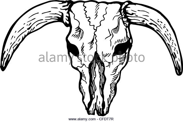 640x426 Texas Longhorn Black And White Stock Photos Amp Images