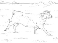 236x177 Texas Longhorn Cow Coloring Page Free Printable Coloring Pages