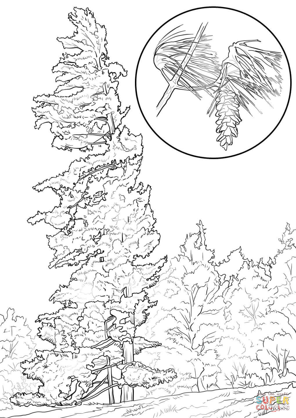 1020x1440 Eastern White Pine Tree Coloring Page Free Printable Coloring Pages