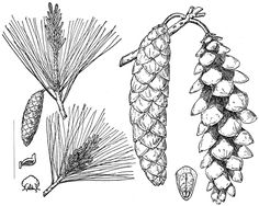 236x188 Pinecones Botanical Painting