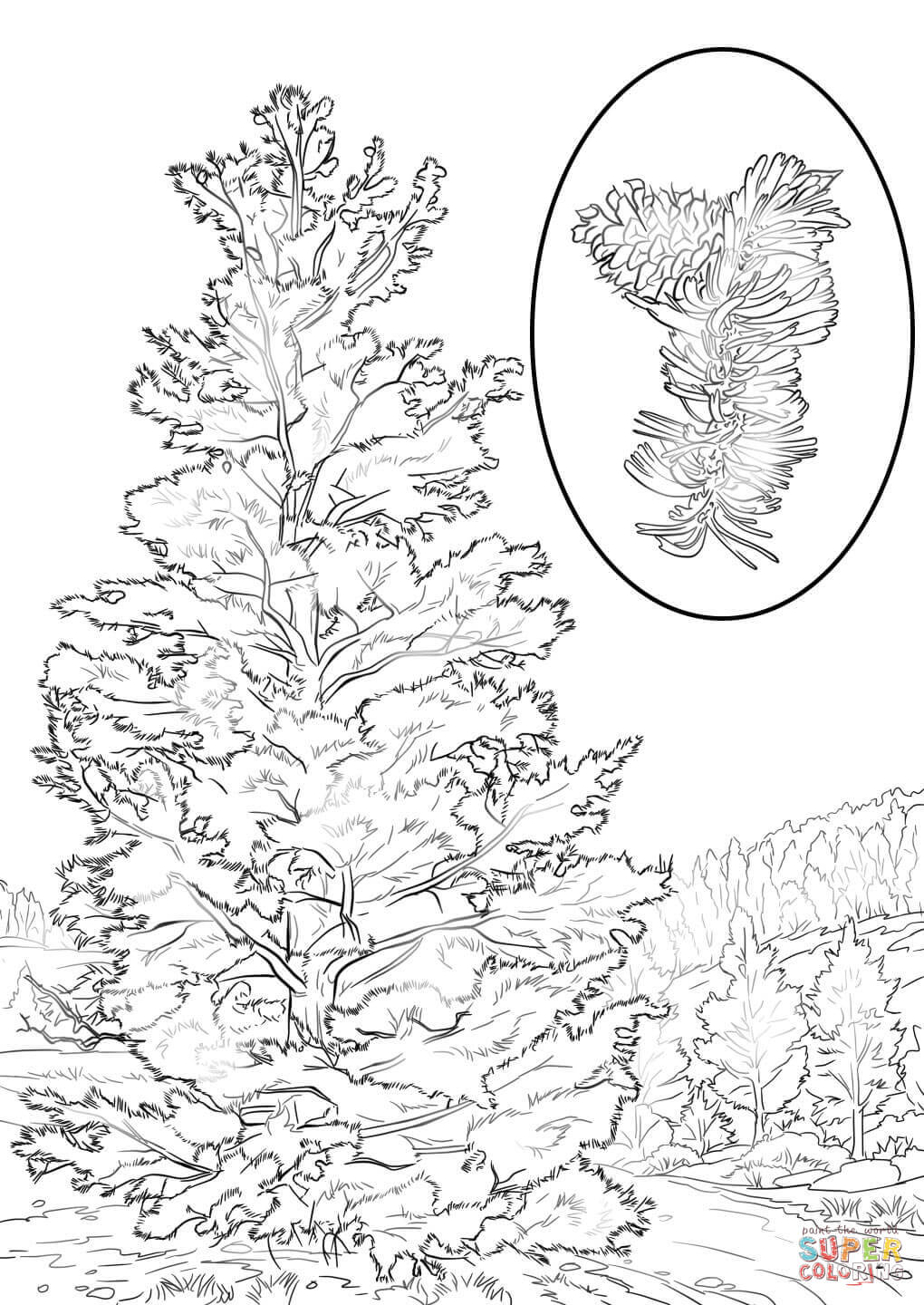 1020x1440 Bristlecone Pine Coloring Page Free Printable Coloring Pages