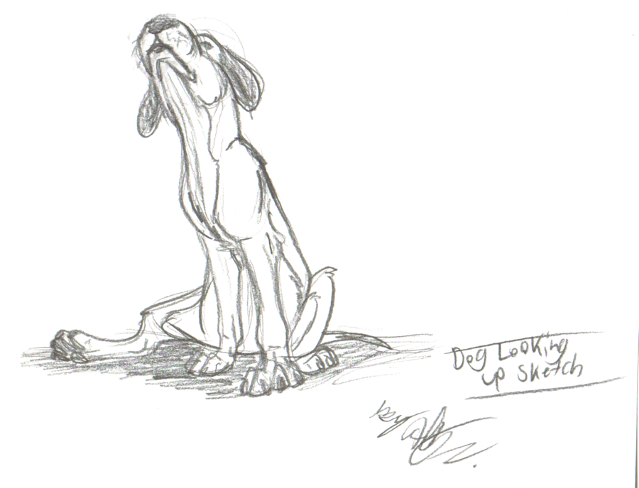 900x688 Dog Looking Up Sketch By Hawaiifan