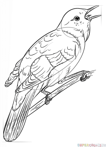 415x575 How To Draw A Nightingale Step By Step Drawing Tutorials