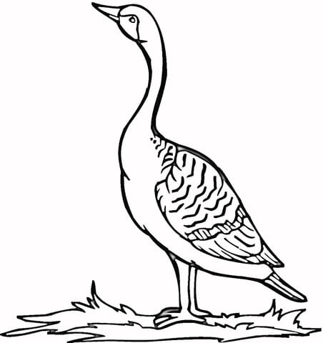 452x480 Loon On The Grass Coloring Page Free Printable Coloring Pages