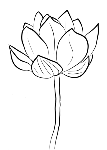 343x480 Lotus Blossom Coloring Page Free Printable Coloring Pages
