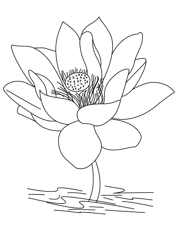600x776 Lotus Flower Coloring Page Drawing Lotus Flower Coloring Pages