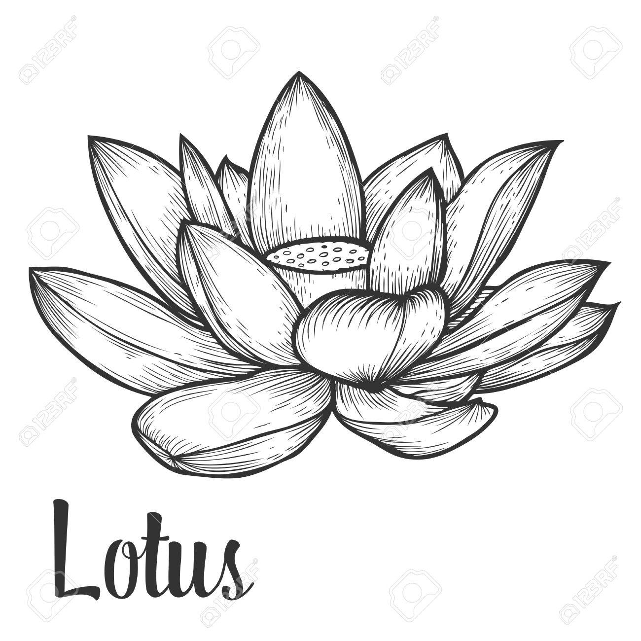 1300x1300 Lotus Flower Hand Drawn Monochrome Vector Floral Illustration
