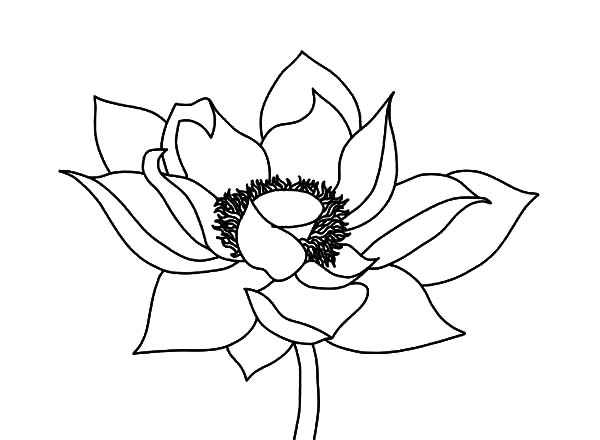 600x440 Draw Lotus Flower Coloring Pages Batch Coloring