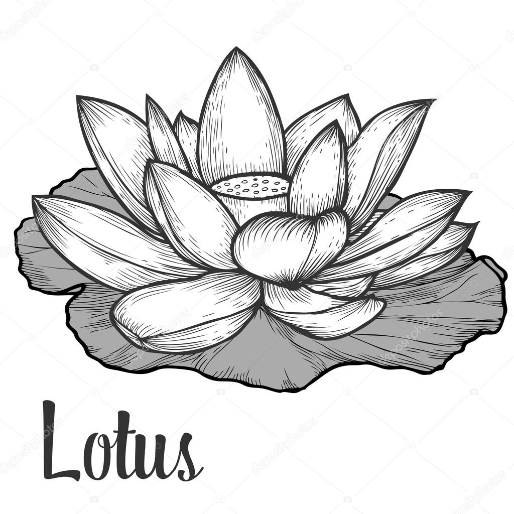 1024x1024 Lotus Flower And Leaf Hand Drawn Monochrome Vector Floral