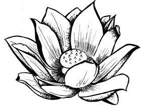 300x210 Lotus Flower Drawings Gallery Lotus Flower Drawing In Pencil