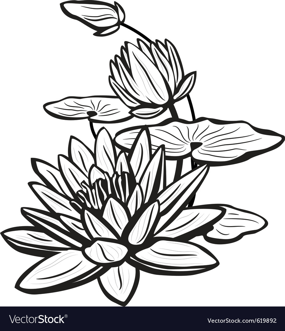 931x1080 Pictures Sketch Of Lotus Flower,