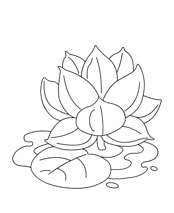 600x731 Drawn Lotus For Kid Flower