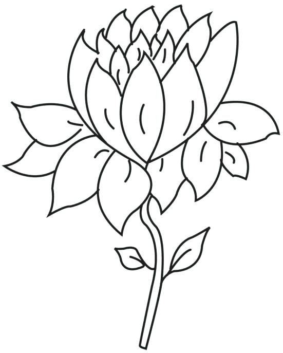 551x687 Lotus Flower Coloring Page Drawing Lotus Flower Coloring Pages