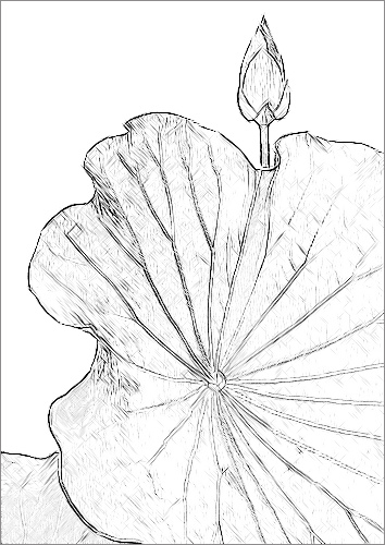 354x500 Lotus Flower Sketch