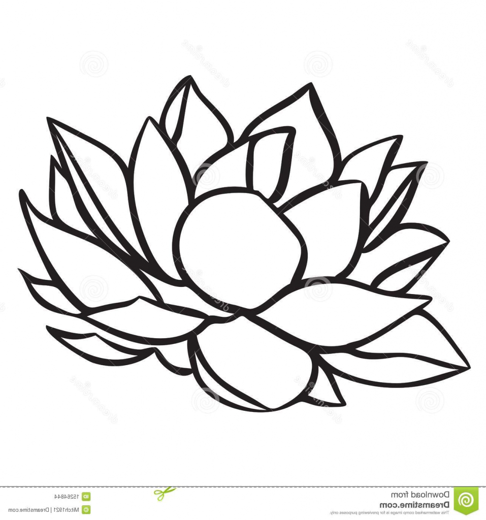 957x1024 Simple Lotus Drawing Lotus Stock Images Image 15264844
