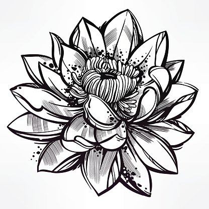 416x416 Sketch Of Lily Lotus Flower In Linear Style Premium Clipart