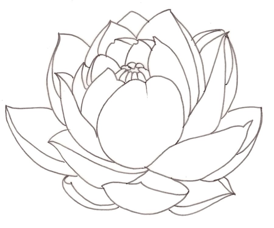 900x750 Drawn Lotus Closed