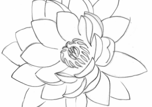 300x210 Line Drawing Of Lotus Flower Drawn Lotus National Flower