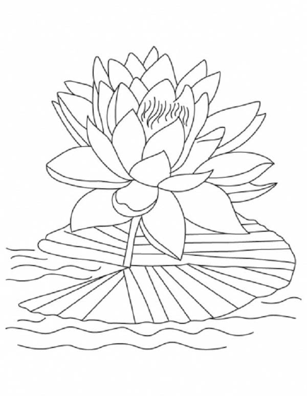 Coloring Lotus Drawing Easy Dennis Munthe - vrogue.co