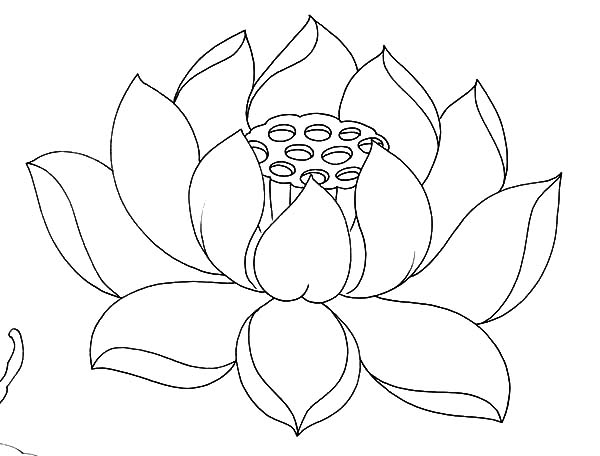 600x456 Lotus Flower Coloring Book Black And White Lotus Flower Drawing