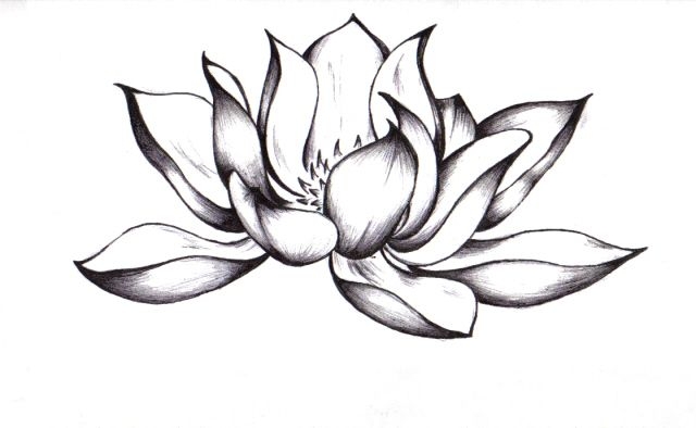 640x394 Lotus Flower Drawings For Tattoos Drawn Lotus Pretty Flower Pencil