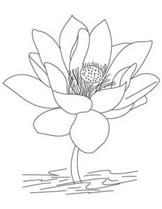 232x300 Coloring Page Lotus Flower