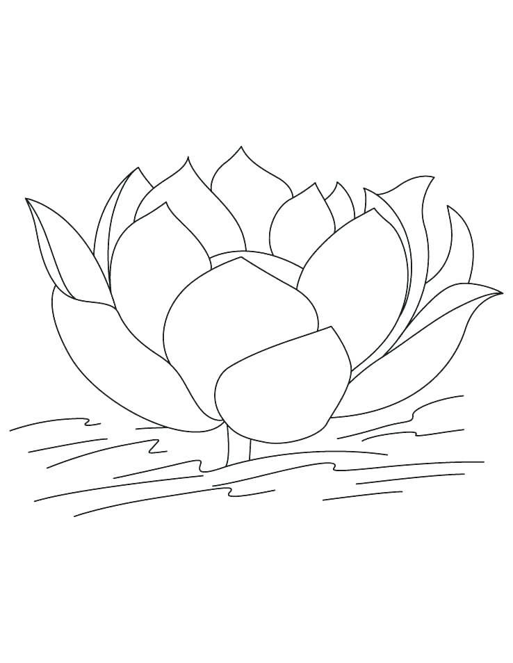 738x954 Lotus Flower Coloring Page Synthesis.site