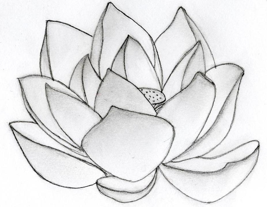 927x719 Lotus Flower Drawings Lotus Flower Design Nikki96
