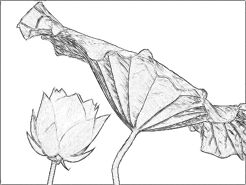 500x376 Lotus Flower Sketch Black Amp White