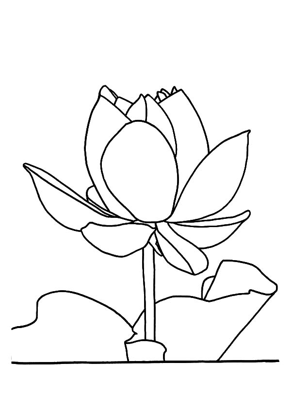 600x849 Lotus Flower Outline Coloring Pages Batch Coloring