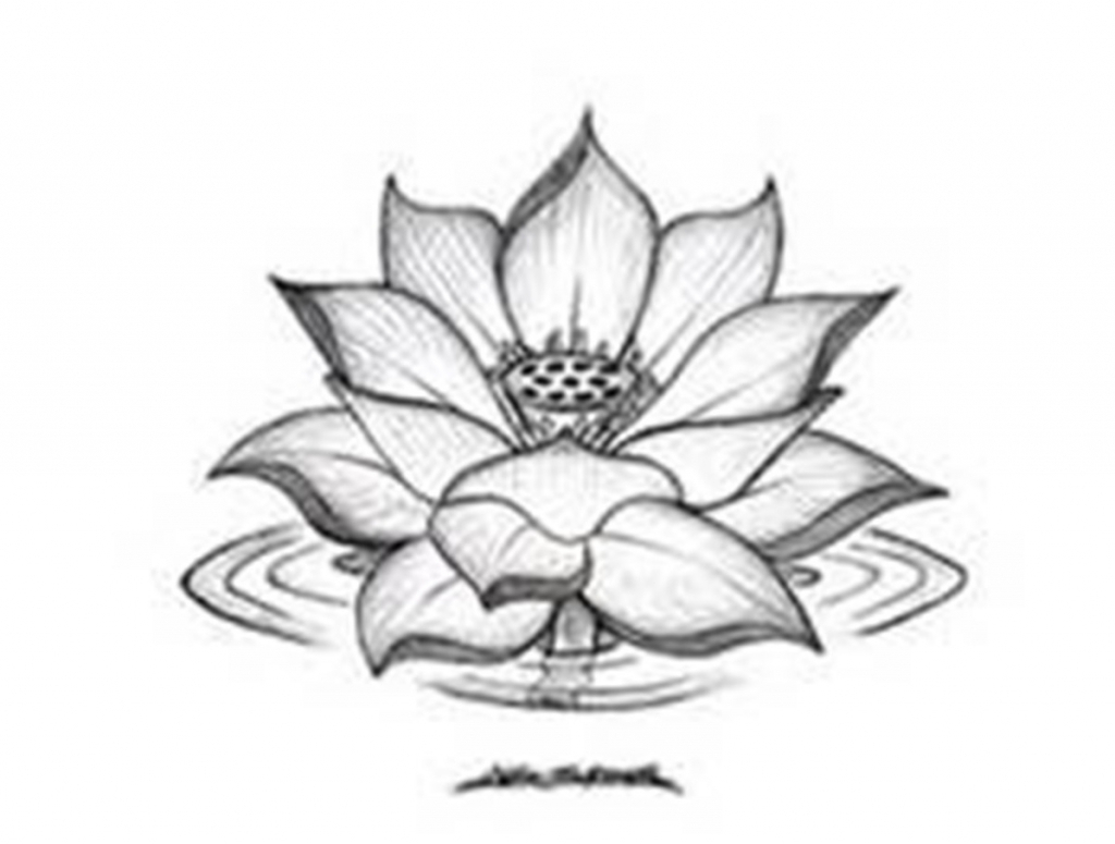 Lotus Flower Drawing Outline at GetDrawings | Free download