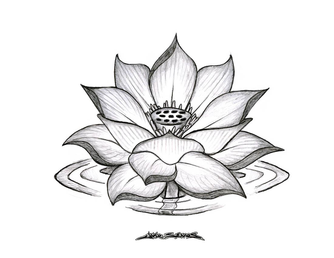 1100x850 Pencil Sketches Lotus Flower Images About Lotus Flowers